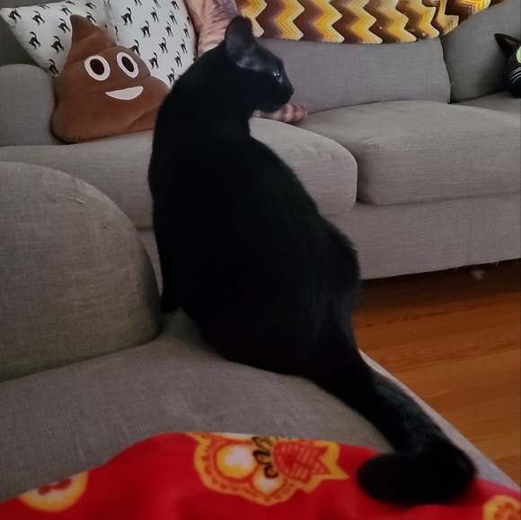 Cat Friendly Closet - Picture 2 of 6